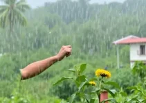 Almirante Tamandaré