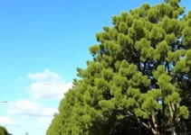 corte de araucárias