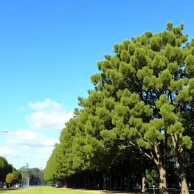 corte de araucárias