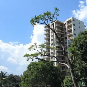 pinheiro cai Almirante Tamandaré