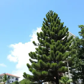 Queda de pinheiro